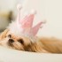Cani trendy, ecco le foto
