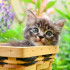 I gatti primaverili, foto