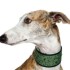 Foto Galgo spagnolo: sfortunato e splendido levriero