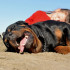 Cuccioli al mare, foto