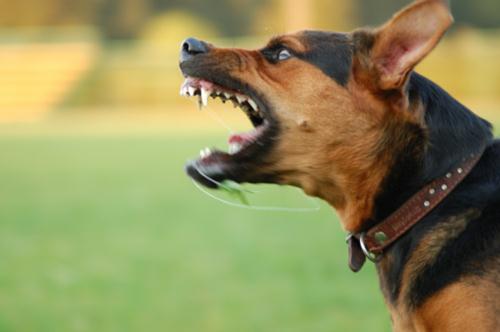 Cani killer ergastolo proprietari Regno Unito