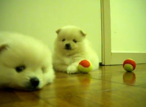 cucciolo pomerania gioca palline tennis video