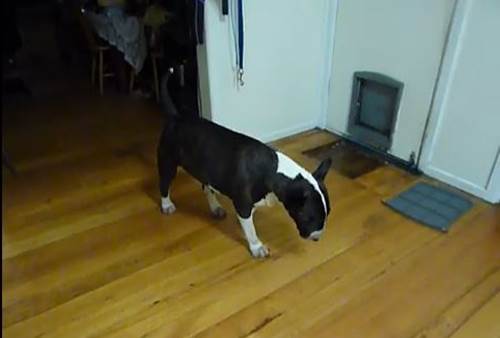 Bull terrier cammina slow motion video