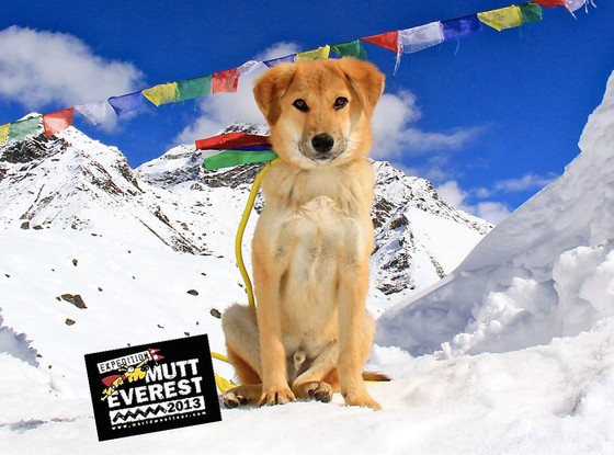 Rupee primo cane scalare l'Everest