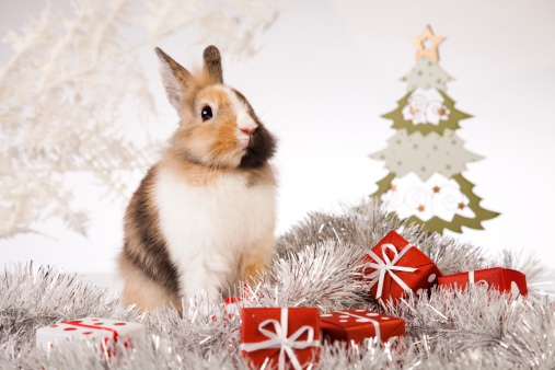 Regali criceti conigli Natale