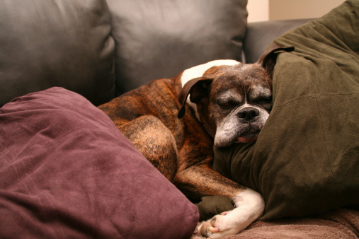 cuscino per cani 