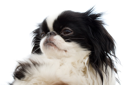 Japanese Chin carattere allevamento