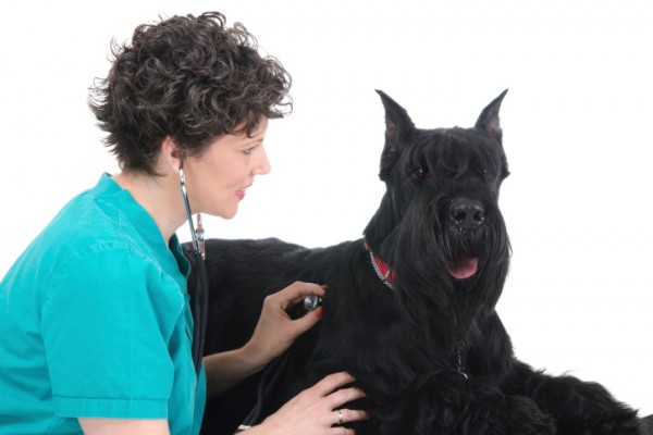 pancreatite acuta cane cura dieta diagnosi prevenzione