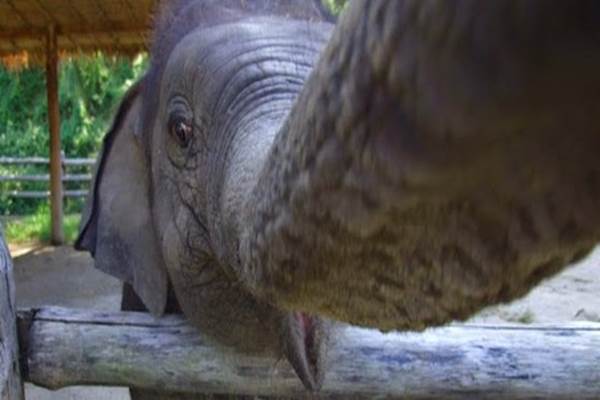 Elefanti  moda selfie