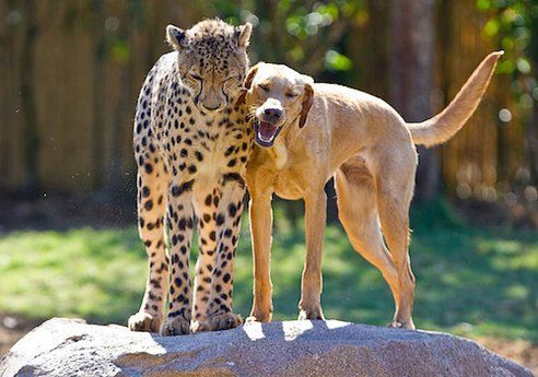 cane e ghepardo