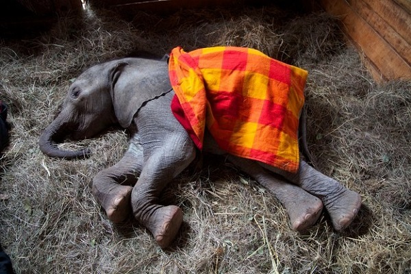 elefante che dorme coperta