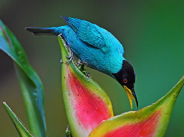 uccello tropicale fiore