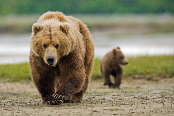 uccisione orsa daniza denuncia contro italia oipa