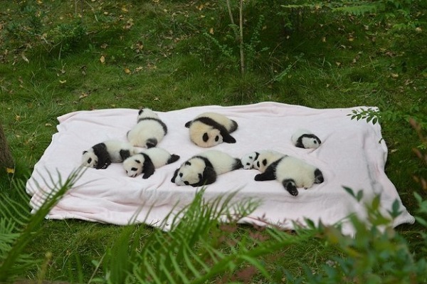 cuccioli panda