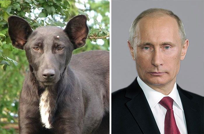 Somiglianze cani e personaggi famosi