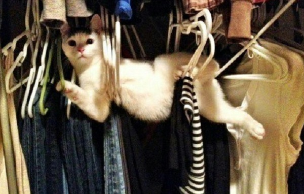 gatto dentro armadio