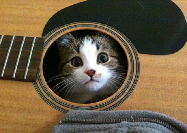 gatto dentro chitarra