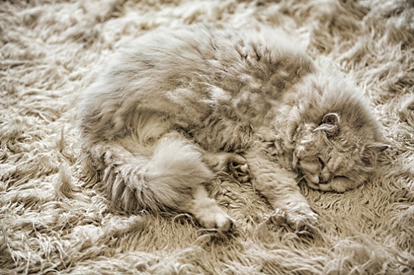 gatto che dorme tappeto