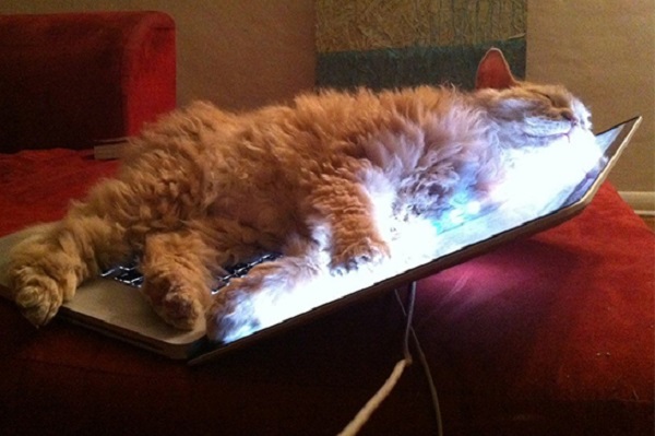 gatto dorme computer