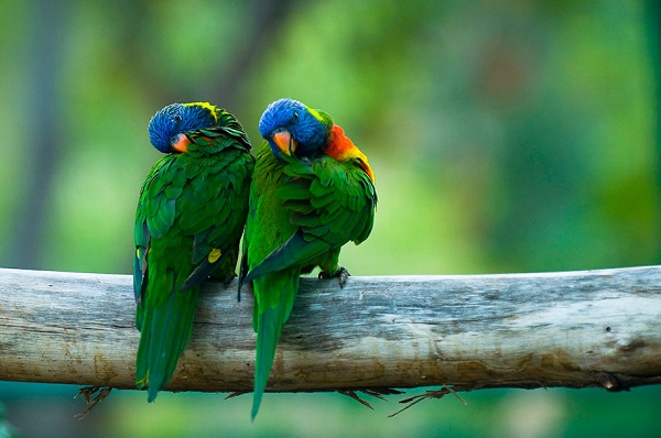 pappagalli sincronizzati