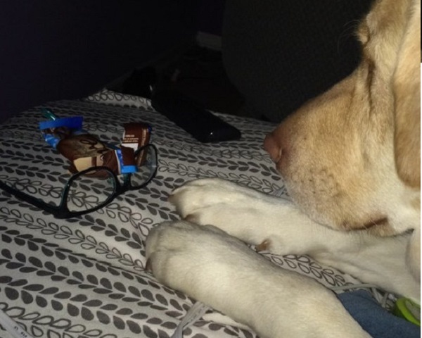 cane divano cioccolata
