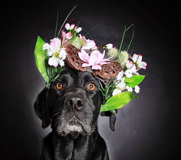 black-dog-portraits-floral-crown-guinnevere-shuster-7