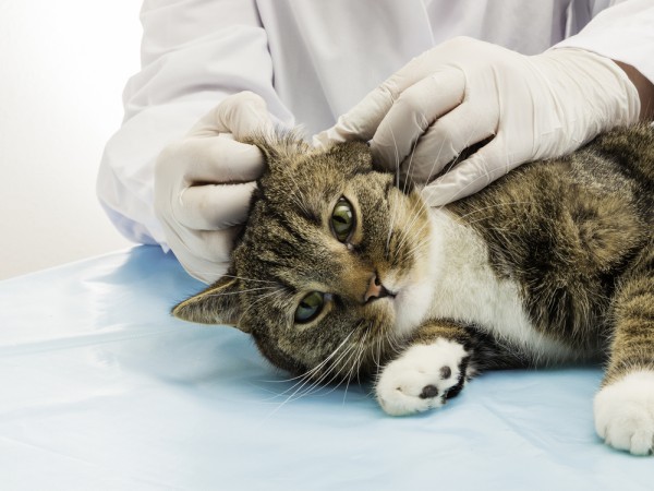 acari orecchio gatto cura veterinario