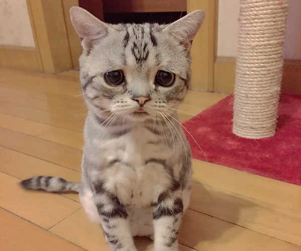 gatto espressione triste
