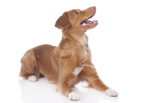 ascesso dentale cane veterinario cure fare