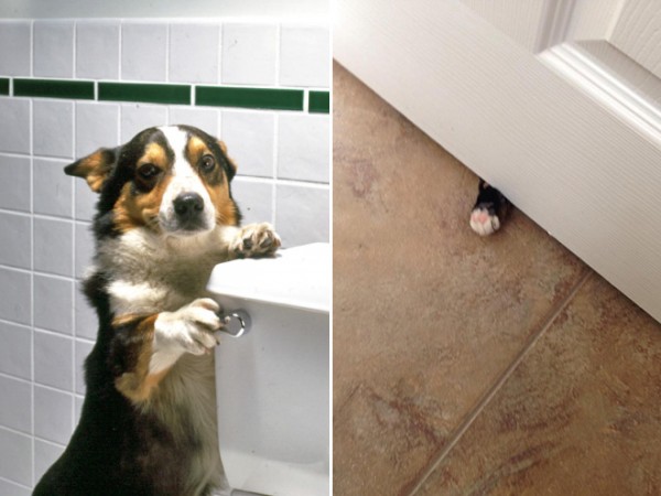 animali che non conoscono privacy in bagno
