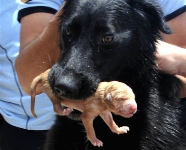 9 foto amore canino materno