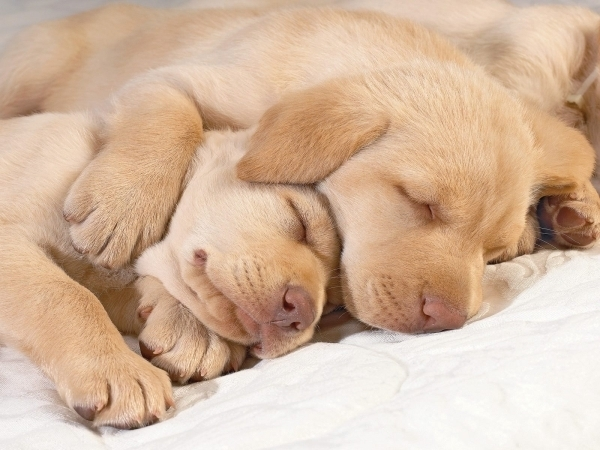 10 incantevoli cuccioli cani addormentati