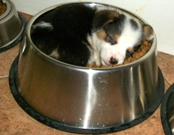 10 incantevoli cuccioli cane addormentati