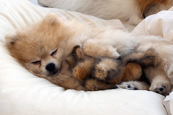 10 incantevoli cuccioli di cane addormentati