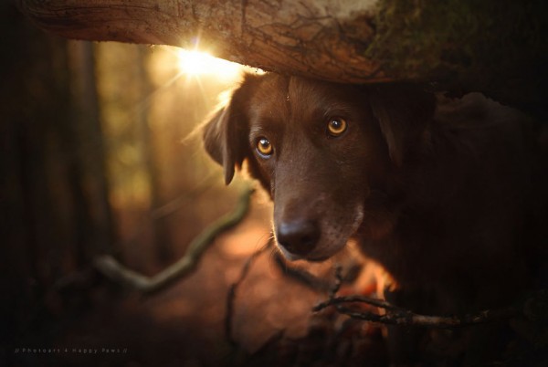 Cane nel bosco al tramonto