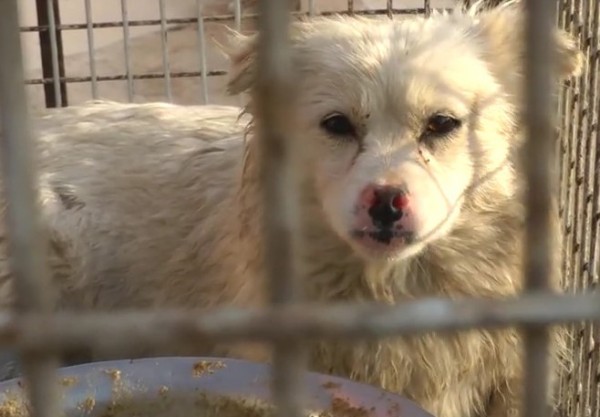 cane in gabbia in Cina prima della macellazione