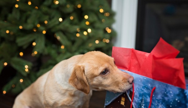 cane scarta il suo regalo di Natale