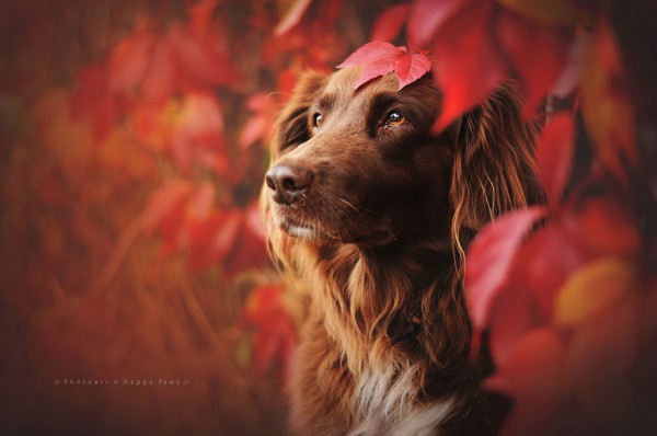 setter in autunno