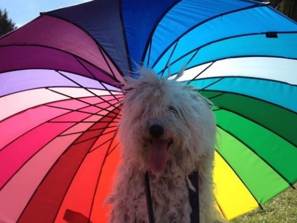 Beast cane di Mark Zuckerberg sotto ombrello