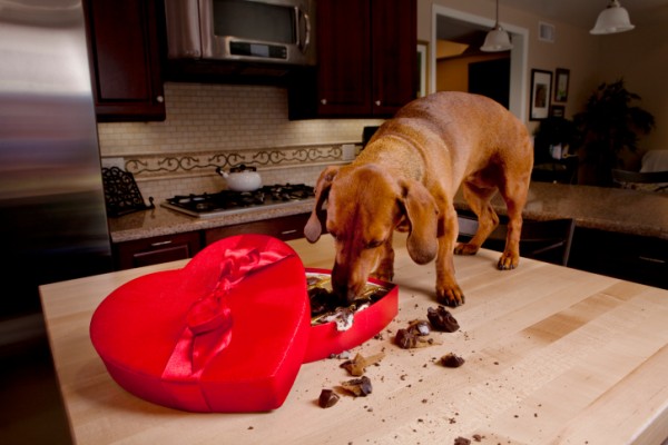 cane mangia cioccolattini