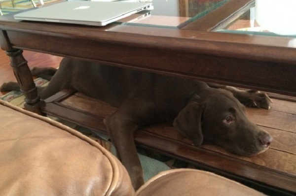 cane sotto tavolo