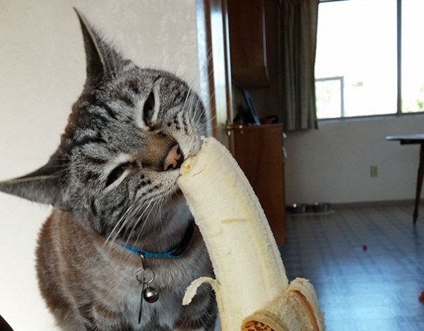 gatto mangia banana