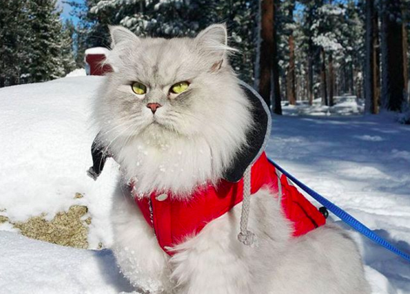 gatto neve