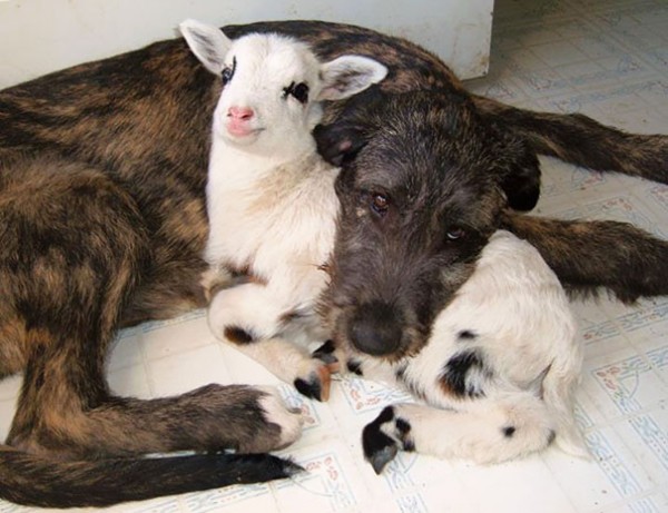 cane e agnello