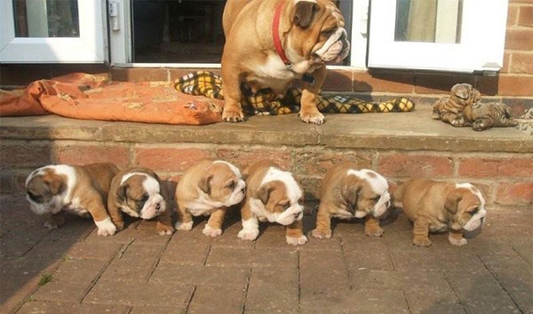 Bulldog con sei cuccioli