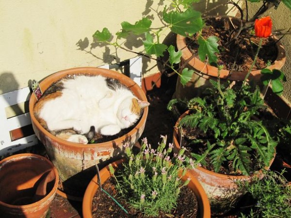 gatto sdraiato al sole
