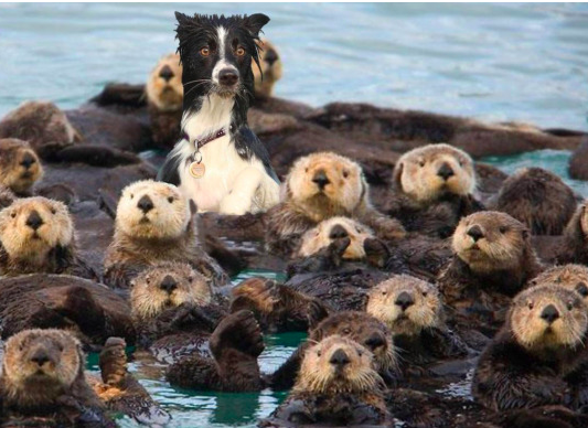 cane circondato da lontre