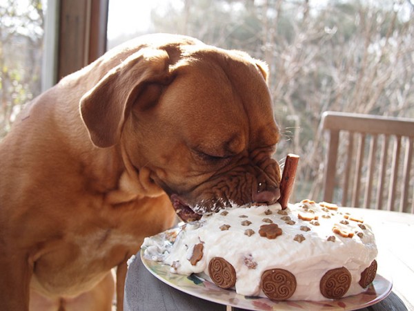 cane con muso nella torta