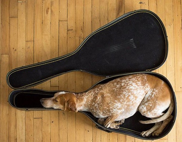 cane nella custodia di una chitarra