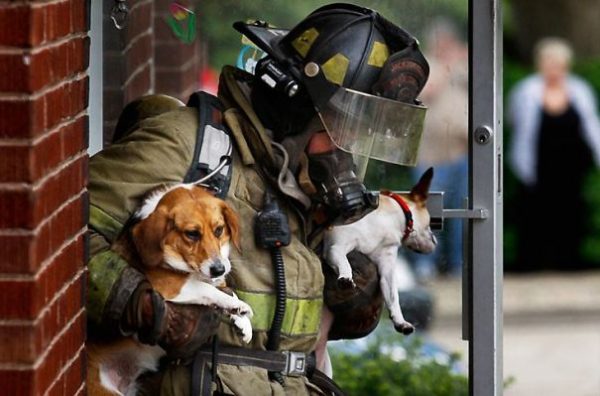 Due cani salvati da un vigile del fuoco